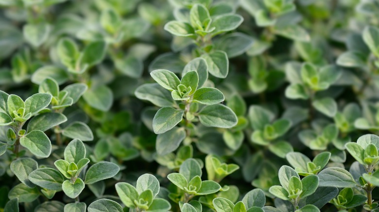 Marjoram green leaves up close 