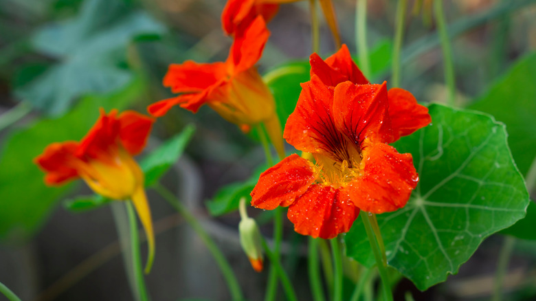 Orange blooms of nasturtiums