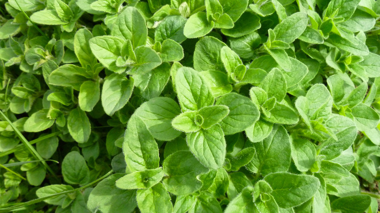 Oregano leaves up close 