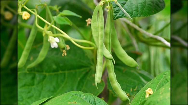 Pole beans ready to harvest