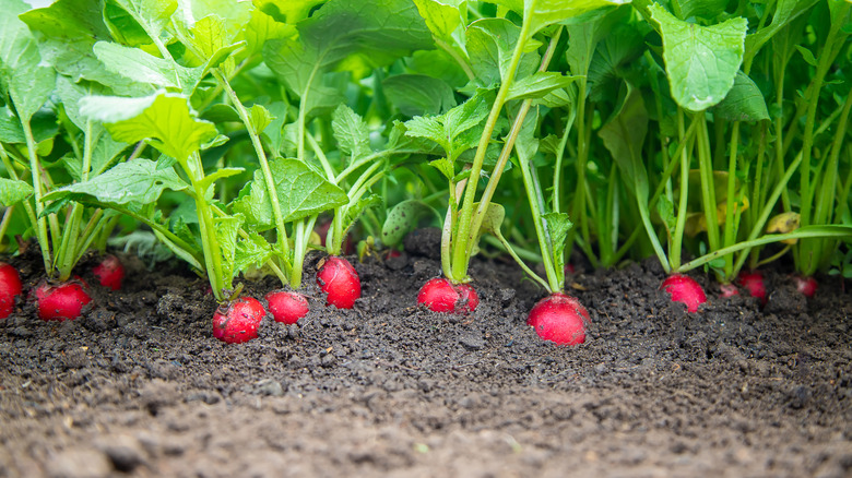 Radishes growing in soil 