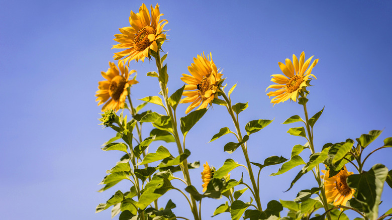 Sunflowers blooming in sky