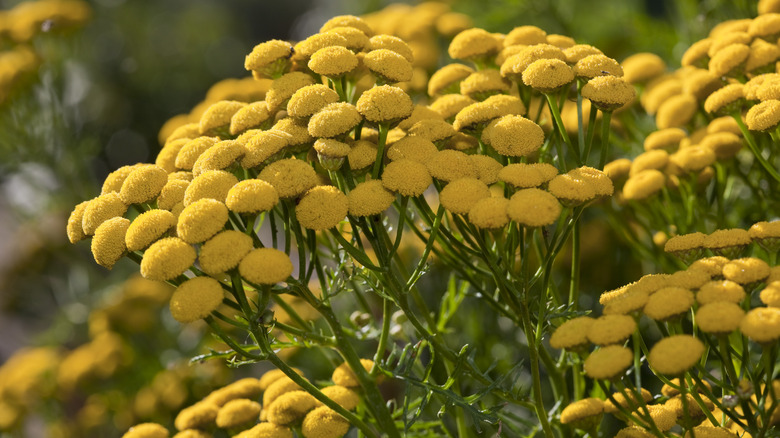 Yellow tansy flowers in bloom