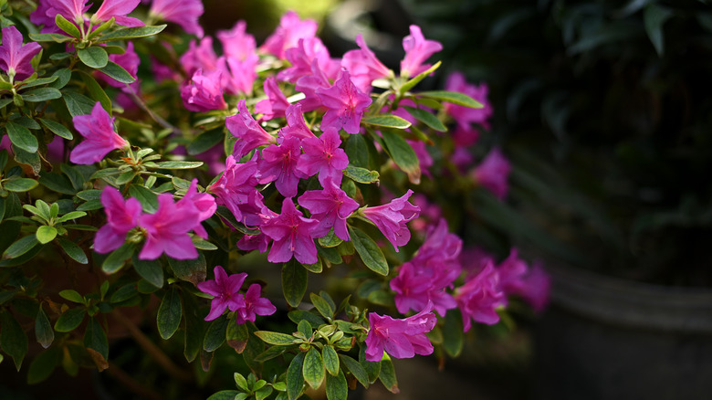 Pink azaleas