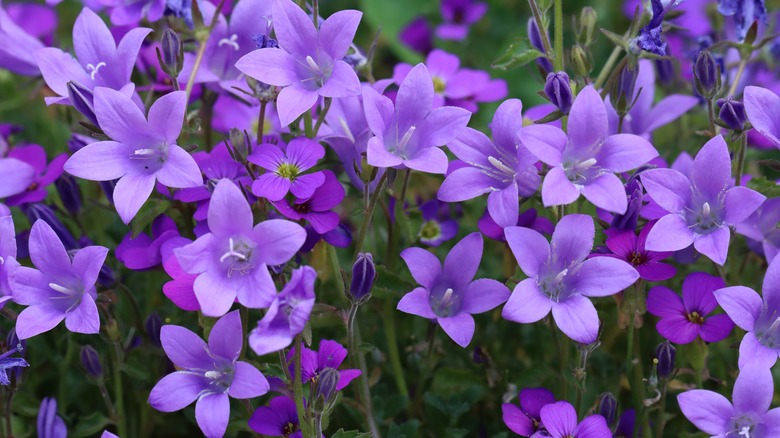 Campanula flowers