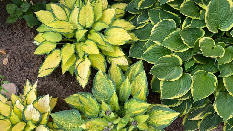 Hostas varities