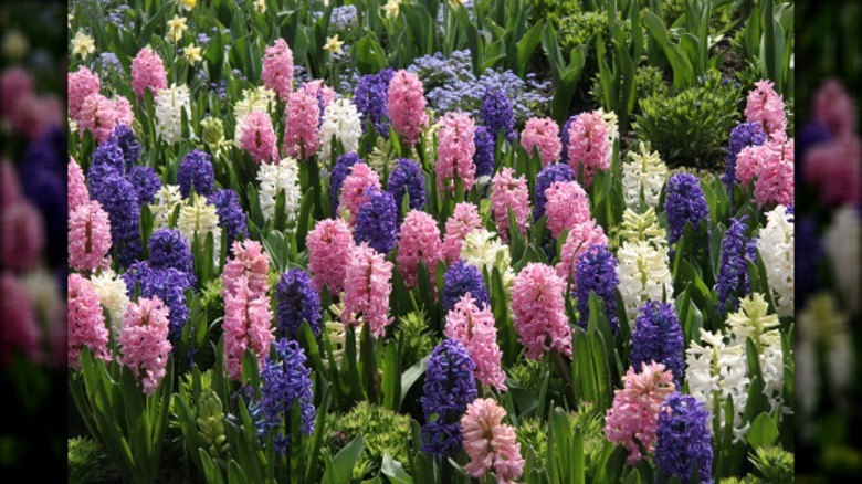 multi colored hyacinths