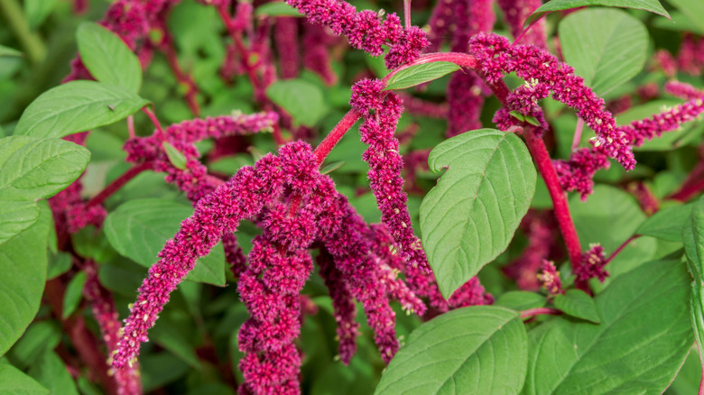 Amaranth plant in bloom 