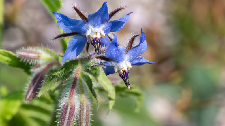 Borage star-shaped blue flowers 