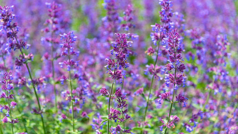 Field of purple catnip flowers