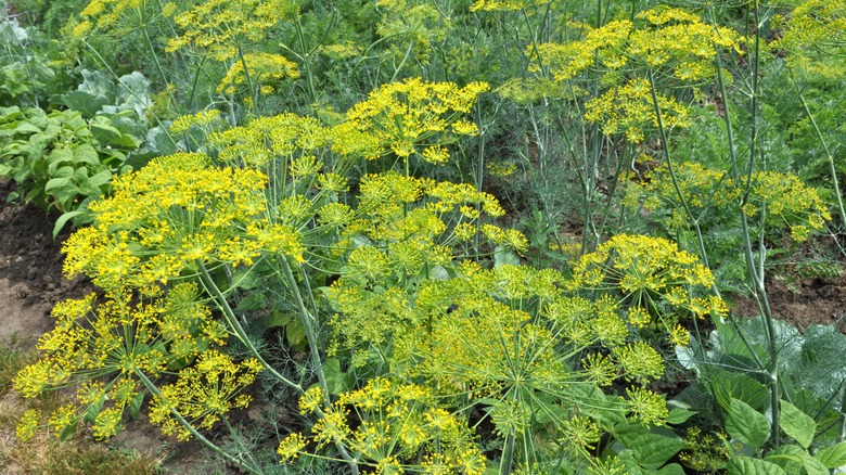 Dill plant in bloom