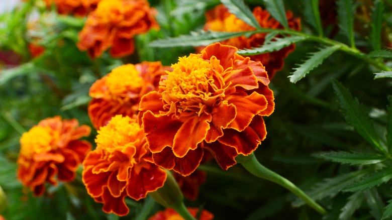 Orange and yellow blooming marigolds