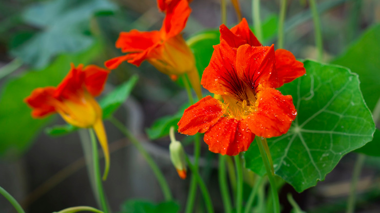 Nasturtium flowers with morning dew