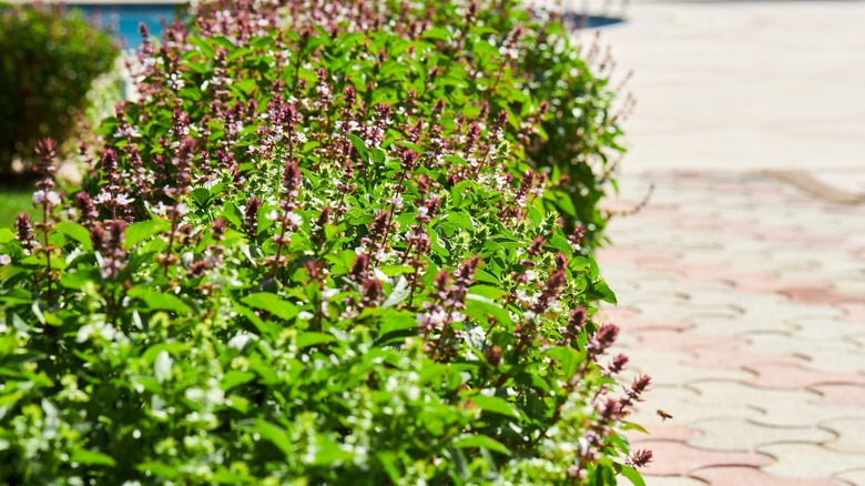 Oregano growing in full sun