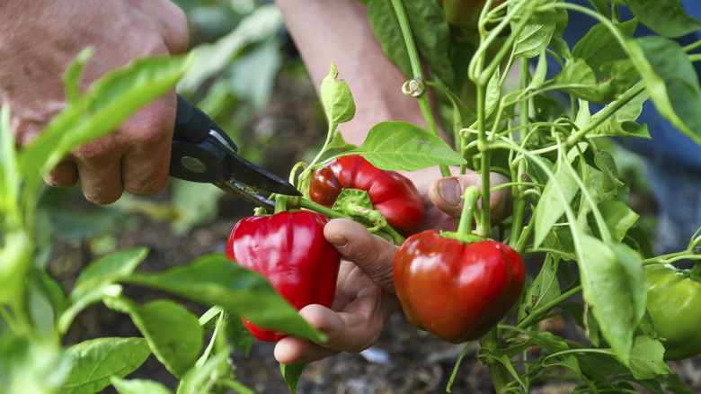 Peppers red on the vine