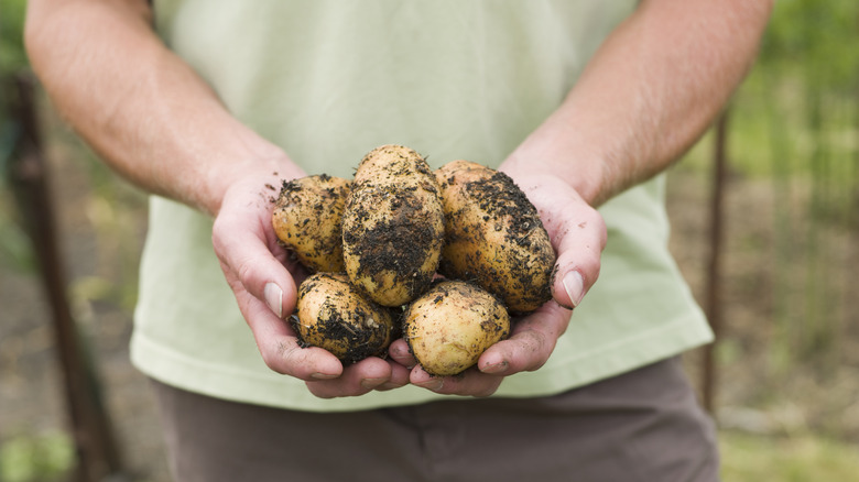 Potatoes being held by person