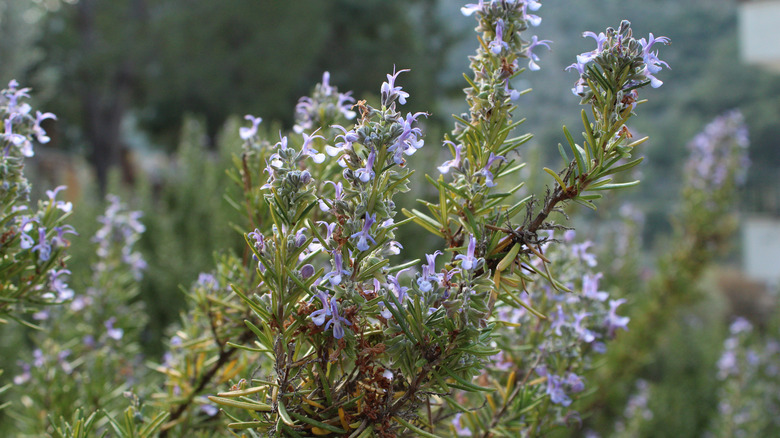 Rosemary stems with purple flowers 