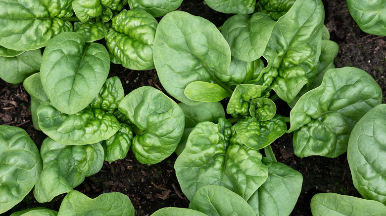 Spinach leaves from above 