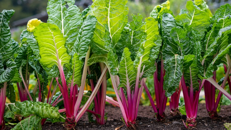 Swiss chard with purple stems