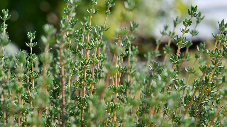 Tiny thyme leaves up close