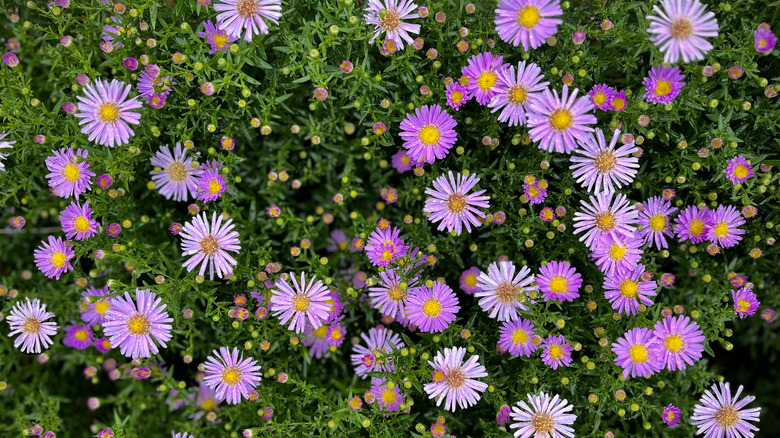 purple aster flowers in bloom