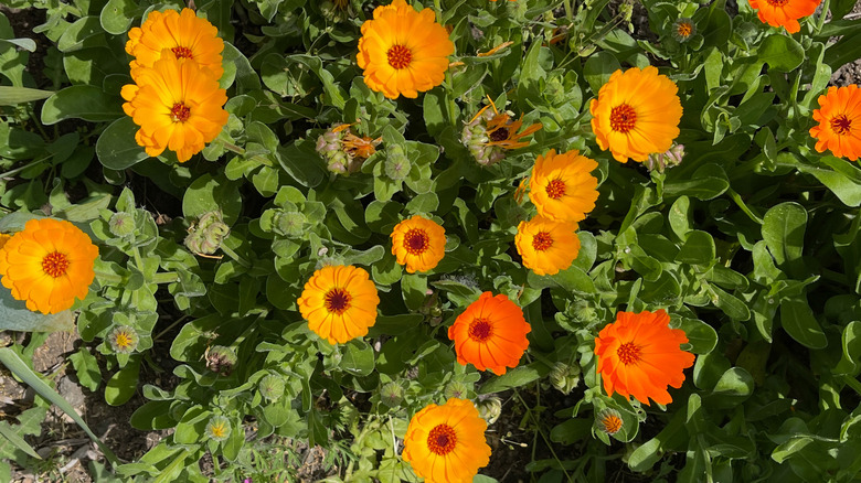 Calendulas growing in a garden