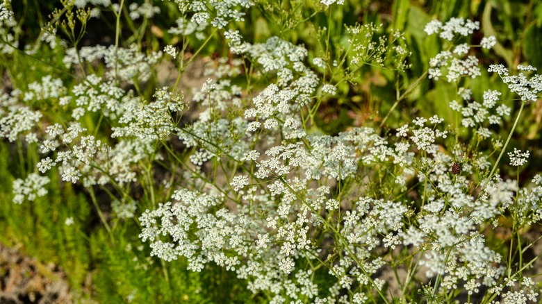 Coriander cilantro blooms in wild