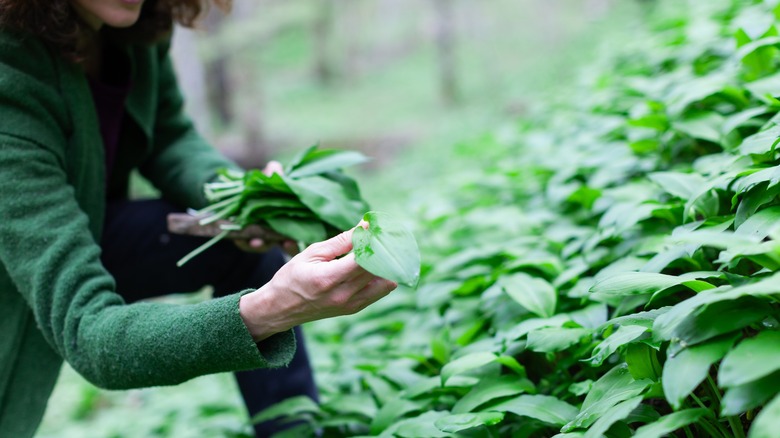 Woman picking wild garlic