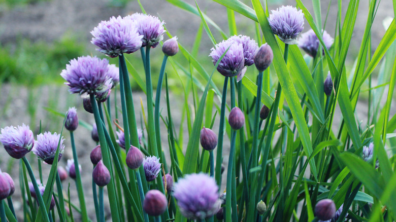 Chives with blooms in a garden