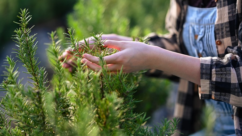 woman planting rosemary