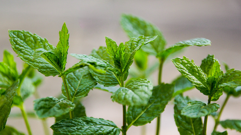 fresh mint plant