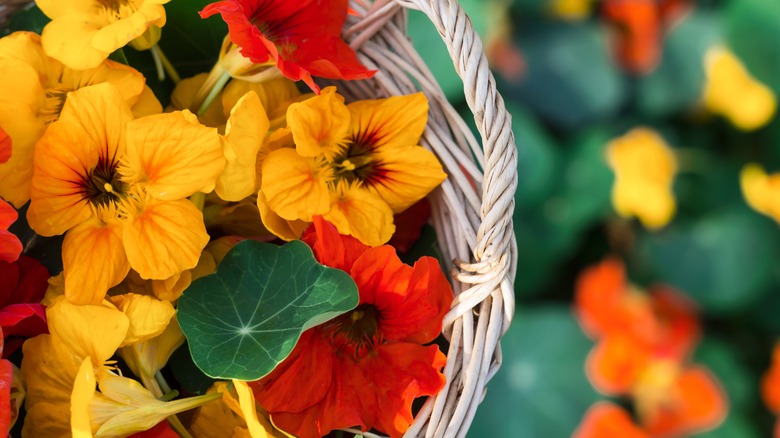 Nasturtium flowers in a basket