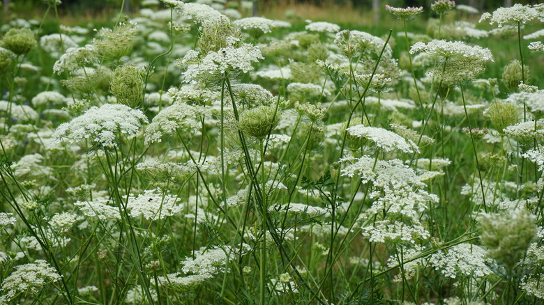 Field of Queen Anne's Lace flowers