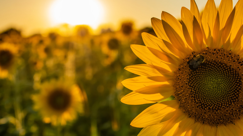 Sunflowers growing in a field