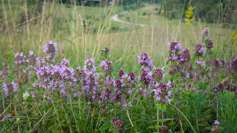 Wild thyme in bloom