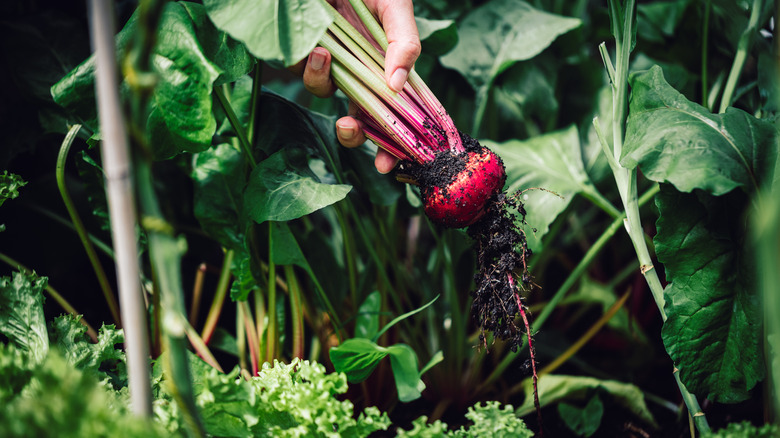 Beets being harvested from garden