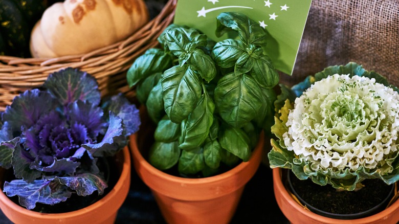 Cabbage and basil in pots