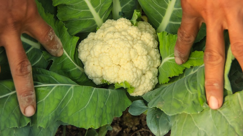 Cauliflower plant being inspected 