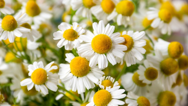 Chamomile flowers close up bloom