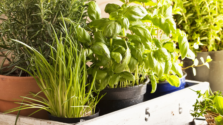 Basil and chives in crate