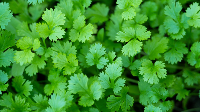 Cilantro plant leaves up close 