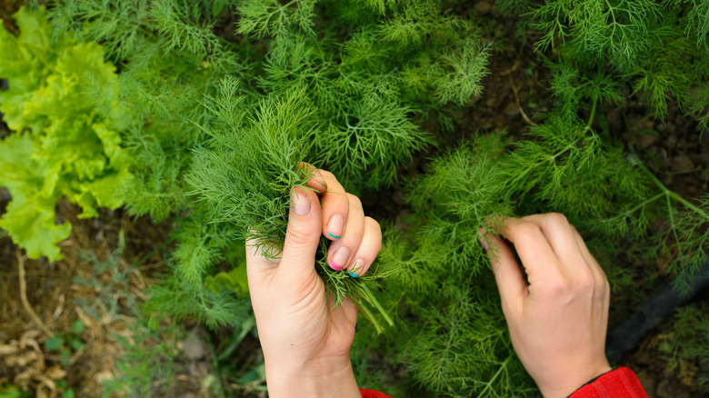 Dill harvested in garden