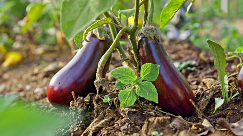 Two ripe eggplants in garden