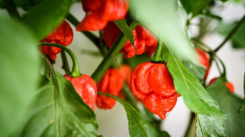 Ghost pepper on pepper plant