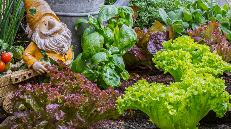 Lettuce and basil in garden