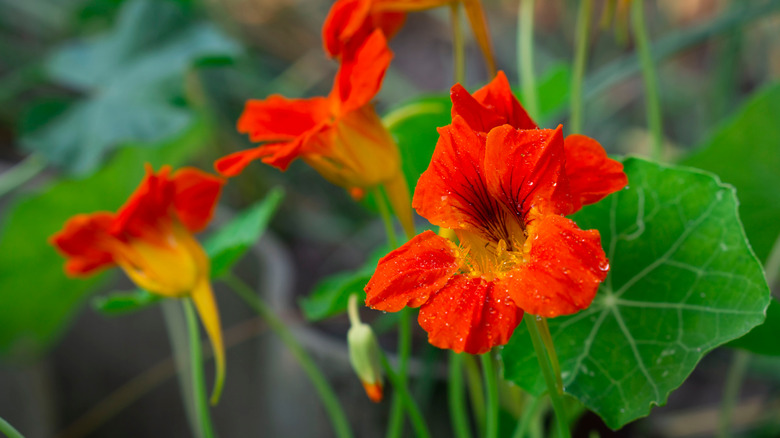 Nasturtium orange flowers up close 