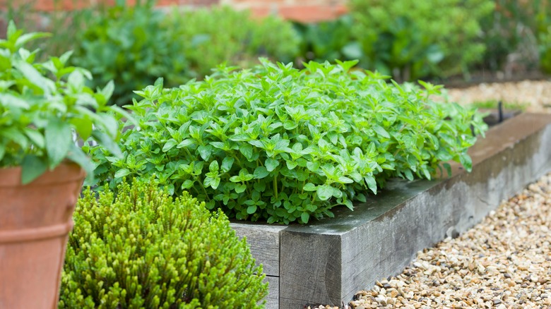 Oregano plant in garden bed 