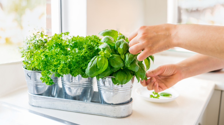 Parsley and basil kitchen garden