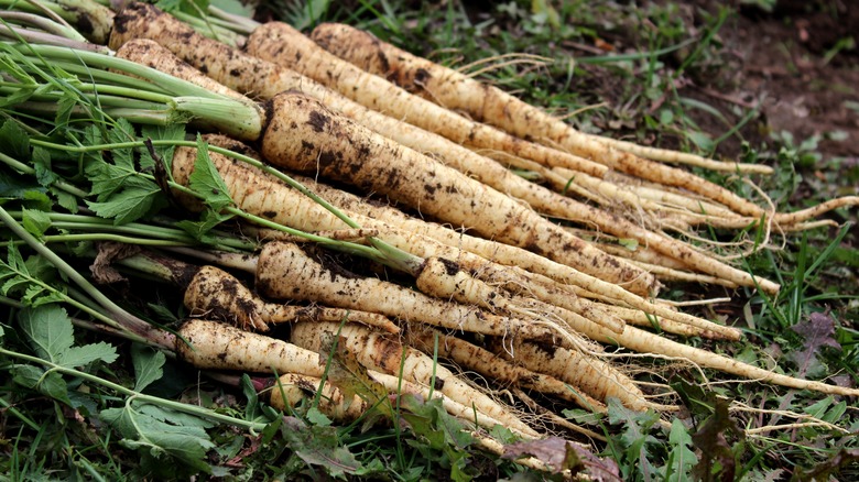 Freshly harvested parsnips on soil