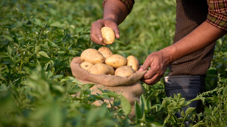 Farmer harvesting potatoes in garden